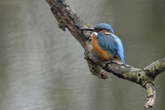 Breeding preparations... Kingfisher (Alcedo atthis) with remains of soil on its beak from digging