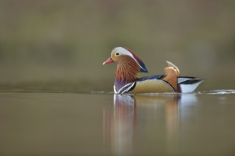 Beauty on the lake... Mandarin duck (Aix galericulata), colourful, brightly coloured drake in