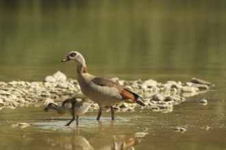 Egyptian goose (Alopochen aegyptiaca) adult bird with young bird in a gravel pit, Allgäu, Bavaria,
