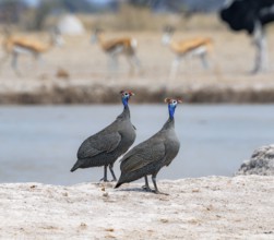 Helmeted guinea fowl (Numida meleagris), two animals at the waterhole, Nxai Pan National Park,