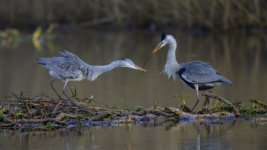 Grey heron (Ardea cinerea), male giving branch to female for nest building on the floating roots of