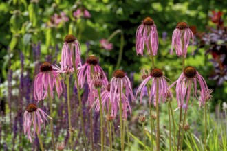 Flowers of the medicinal plant coneflower (Echinacea pallida), Münsterland, North Rhine-Westphalia,