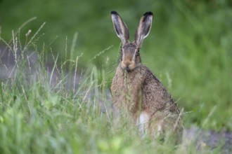 European hare (Lepus europaeus), Emsland, Lower Saxony, Germany