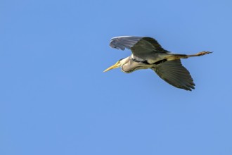 Grey heron (Ardea cinerea), in flight, fish ponds, Güssing, Burgenland, Austria