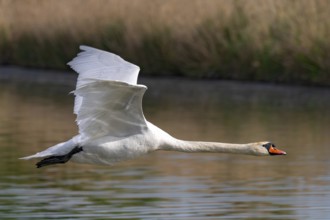 Mute swan (Cygnus olor), fish ponds, Güssing, Burgenland, Austria
