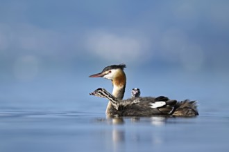 Great Crested Grebe (Podiceps Scalloped ribbonfish), with two chicks in plumage swimming in the