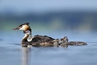 Great Crested Grebe (Podiceps scalloped ribbonfish), with chicks in plumage and two swimming in