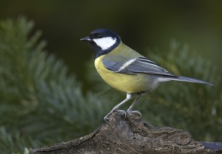 Great Tit (Parus major), Mecklenburg-Western Pomerania, Germany