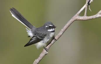 Grey Fantail (Rhipidura albiscapa), Victoria, Australia
