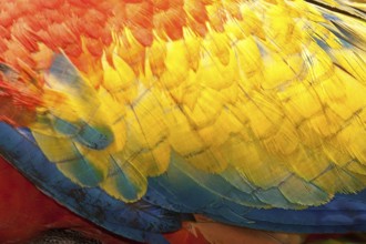 Scarlet Macaw (Ara macao), Costa Rica