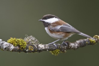 Chestnut-backed Chickadee (Poecile rufescens), British Columbia, Canada