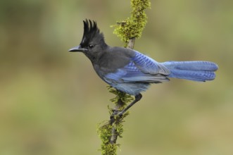 Steller's Jay (Cyanocitta stelleri), British Columbia, Canada