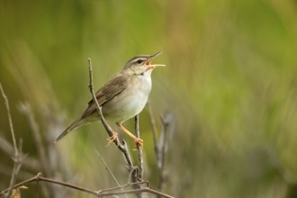Styan's Grasshopper Warbler (Locustella pleskei) singing, Miyakejima, Japan