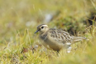 Eurasian Dotterel (Charadrius morinellus) juvenile, Abruzzo, Italy