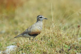 Eurasian Dotterel (Charadrius morinellus) male, Abruzzo, Italy