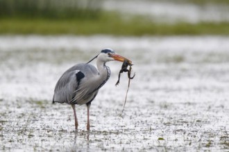 Grey Heron (Ardea cinerea) eating frog, North Rhine-Westphalia, Germany