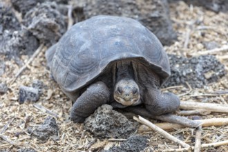 Giant tortoise (Chelonoidis nigra), Santa Cruz, Galapagos, Ecuador