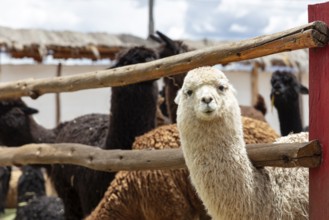Alpaca and Llama Farm, near Cusco, Peru