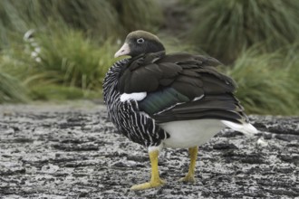 Kelp Goose (Chloephaga hybrida) female, Falkland Islands