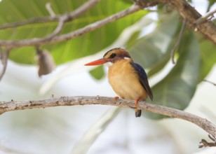 African Pygmy Kingfisher (Ispidina picta), Gambia