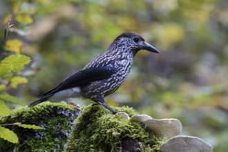 Spotted Nutcracker (Nucifraga caryocatactes) perched on the ground, Baden-Wuerttemberg, Germany