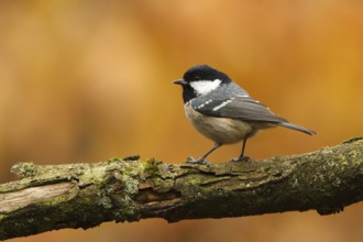 Coal Tit (Periparus ater), Utrecht, Netherlands