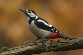 Great Spotted Woodpecker (Dendrocopos major) female, Utrecht, Netherlands