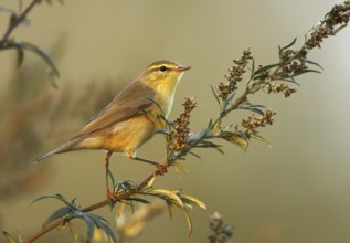 Willow Warbler (Phylloscopus trochilus), Mecklenburg-Western Pomerania, Germany