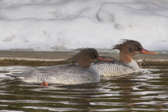 Scaly-sided Merganser (Mergus squamatus) female