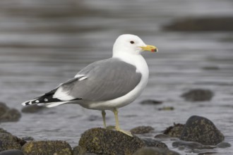 California Gull (Larus californicus), British Columbia, Canada
