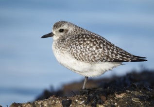 Grey Plover (Pluvialis squatarola), Schleswig-Holstein, Germany