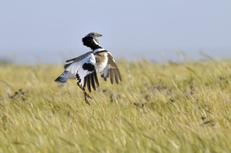 Little Bustard (Tetrax tetrax) mating, Extremadura, Spain