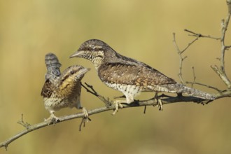 Eurasian Wryneck (Jynx torquilla), Baden-Wuerttemberg, Germany