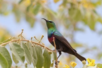 Marico Sunbird (Cinnyris mariquensis) male, Namibia