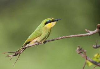 Little Bee-eater (Merops pusillus), Okavango-Delta, Botswana