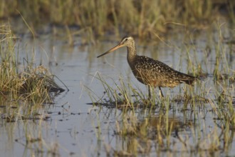 Hudsonian Godwit (Limosa haemastica) male, Manitoba, Canada