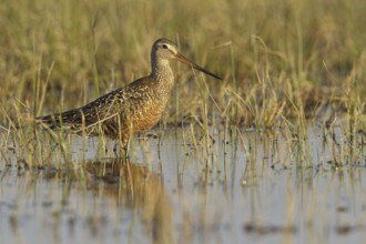 Hudsonian Godwit (Limosa haemastica) male, Manitoba, Canada