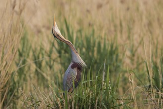 Purple Heron (Ardea purpurea) male displaying, Baden-Wuerttemberg, Germany