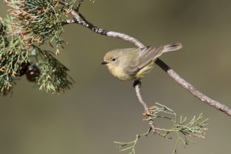 Yellow Thornbill (Acanthiza nana), New South Wales, Australia