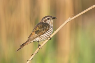 Horsfield's Bronze Cuckoo (Chrysococcyx basalis), Victoria, Australia