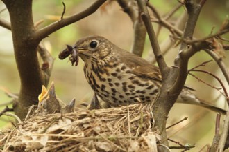 Song Thrush (Turdus philomelos) chick, Lower Saxony, Germany