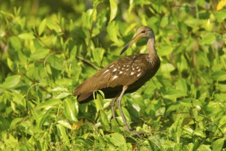 Limpkin Aramus guarauna San Blas, Nayarit, Mexico 28 March Adult Aramidae