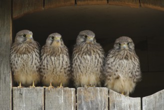Common Kestrel (Falco tinnunculus) juvenile, Lower Saxony, Germany