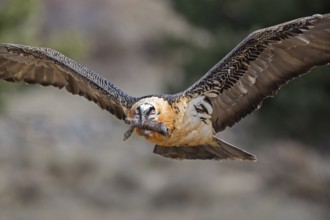 Bearded Vulture (Gypaetus barbatus) flying with bone in bill, Catalonia, Spain