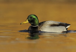 Mallard (Anas platyrhynchos) male, British Columbia, Canada