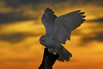 Beautiful sunset sky with flying owl. Snowy owl, Nyctea scandiaca, rare bird sitting on the tree