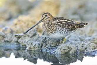 Common Snipe (Gallinago gallinago) foraging, Tuscany, Italy