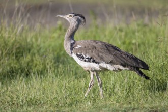 Kori Bustard (Ardeotis kori struthiunculus), Ngorongoro, Tanzania