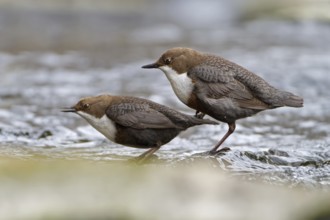 White-throated Dipper (Cinclus cinclus) mating, Saxony-Anhalt, Germany