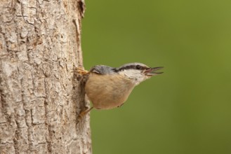 Eurasian Nuthatch (Sitta europaea), St. Gallen, Switzerland